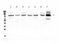 Anti-HDAC4 Picoband Antibody