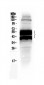 Anti-PLAUR Picoband Antibody