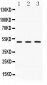 Anti-CNPase Picoband Antibody