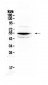 Anti-Chk1 Picoband Antibody