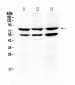 Anti-RANK Picoband Antibody