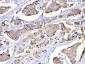Anti-MUT Picoband Antibody