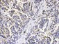 Anti-MUT Picoband Antibody