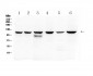 Anti-PIK3CB Picoband Antibody