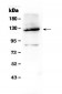 Anti-Vinculin Picoband Antibody