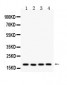 Anti-Cyclophilin A Picoband Antibody