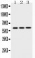 Anti-Cytokeratin 14 Picoband Antibody