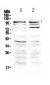 Anti-TRPC3 Picoband Antibody