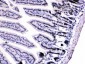 Anti-HnRNP A1 Picoband Antibody