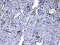 Anti-HnRNP A1 Picoband Antibody