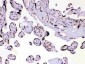 Anti-HnRNP A1 Picoband Antibody