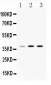 Anti-HnRNP A1 Picoband Antibody