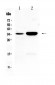 Anti-CA IV Picoband Antibody