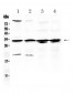 Anti-RPS6 Picoband Antibody