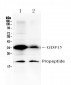 Anti-GDF15 Picoband Antibody