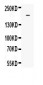 Anti-MRP4 Picoband Antibody