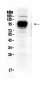 Anti-IFNGR1 Picoband Antibody