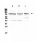 Anti-CD166/ALCAM Picoband Antibody