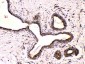 Anti-Beta III Tubulin Picoband Antibody