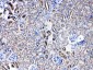 Anti-SERPINA5 Picoband Antibody