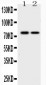 Anti-GAB1 Picoband Antibody