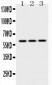 Anti-EPHX2 Picoband Antibody