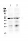 Anti-PTGER4 Picoband Antibody