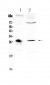 Anti-CD151 Picoband Antibody