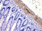 Anti-CHRNA5 Picoband Antibody