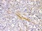 Anti-CHRNA5 Picoband Antibody