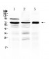 Anti-5HT3A receptor Picoband Antibody