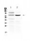 Anti-Dishevelled 2 Picoband Antibody