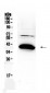 Anti-Bag1 Picoband Antibody