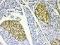 Anti-HSPB8/Hsp22 Picoband Antibody