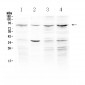 Anti-ECE1 Picoband Antibody