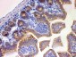 Anti-EBP1 Picoband Antibody