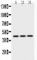 Anti-EBP1 Picoband Antibody