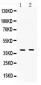 Anti-MC3 Receptor Picoband Antibody