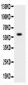 Anti-ADAMTS4 Picoband Antibody