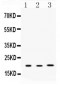 Anti-Anterior Gradient 2 Picoband Antibody