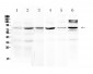 Anti-HSD17B4 Picoband Antibody