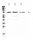 Anti-CD105 Picoband Antibody