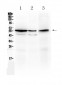 Anti-ALDH1A3 Picoband Antibody