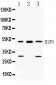 Anti-E2F3 Picoband Antibody