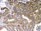 Anti-GAD65 Picoband Antibody