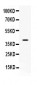 Anti-CD48 Picoband Antibody