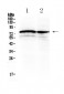 Anti-DVL1 Picoband Antibody