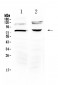 Anti-Dishevelled 3 Picoband Antibody