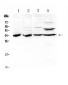 Anti-BRMS1 Picoband Antibody