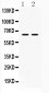 Anti-hnRNP L Picoband Antibody